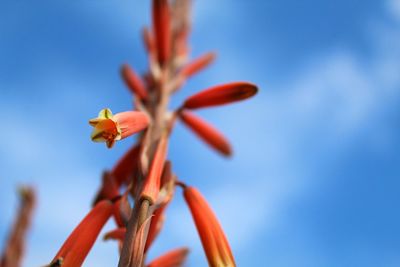 Close-up of flower against clear blue sky