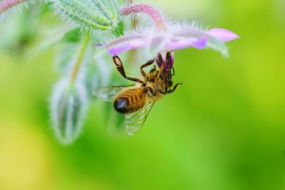 Close-up of bee pollinating flower