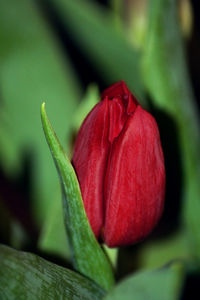 Close-up of red rose flower