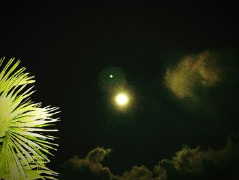 Low angle view of plants against sky at night