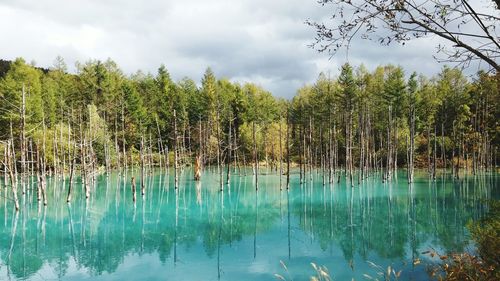 Panoramic shot of trees against blue sky