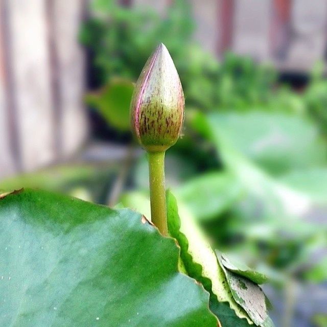 growth, leaf, green color, freshness, close-up, focus on foreground, plant, nature, fragility, beauty in nature, bud, stem, growing, selective focus, beginnings, day, outdoors, green, new life, no people