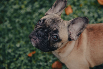 French bulldog puppy portrait on the grass palyground.