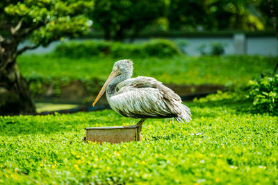 Close-up of bird on field