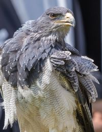 Close-up of eagle