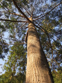 Low angle view of tree