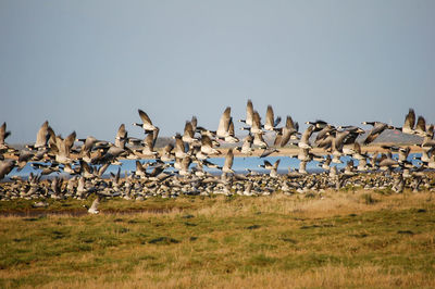 Birds flying over grassland