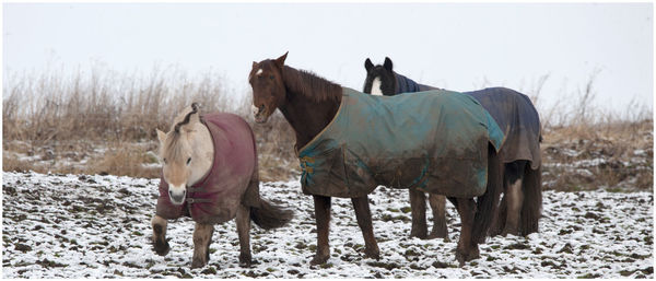 Horses in a field