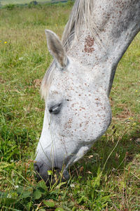Close-up of horse grazing on field