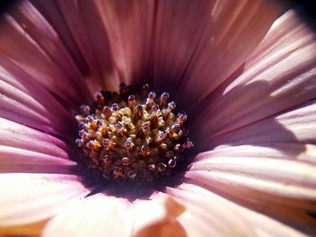 Close-up of flower blooming outdoors