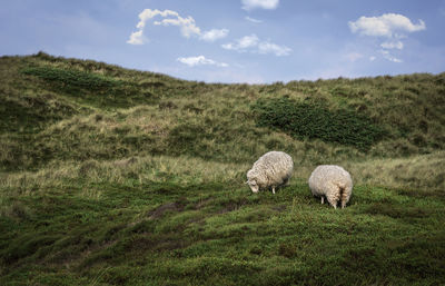 Sheep grazing in a field