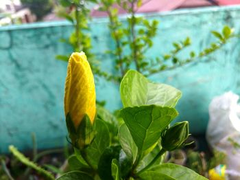 Close-up of yellow rose growing on land