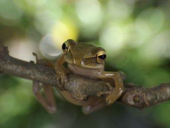 Close-up of frog on branch