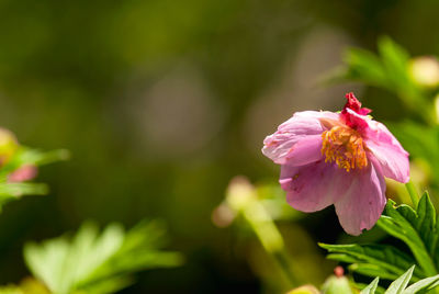 Close-up of pink flowering plant