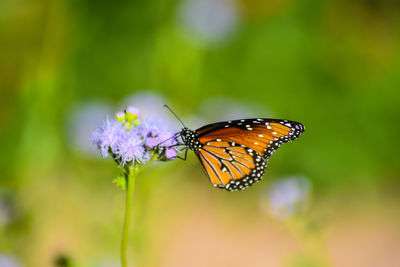 Close-up of butterfly pollinating on flower