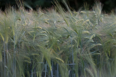 Close-up of wheat field