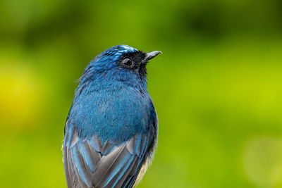 Close-up of a bird