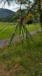 Close-up of fresh green grass