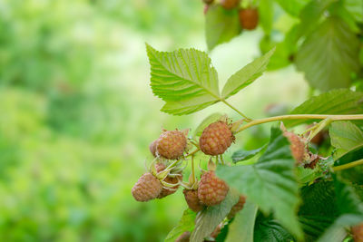 plant