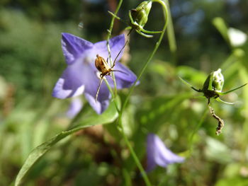 Close-up of insect on purple flower