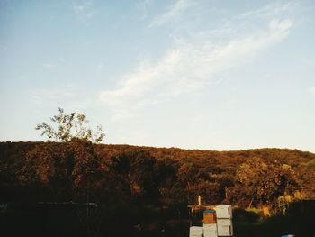 Low angle view of trees against sky