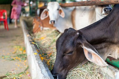 Cow in a horse