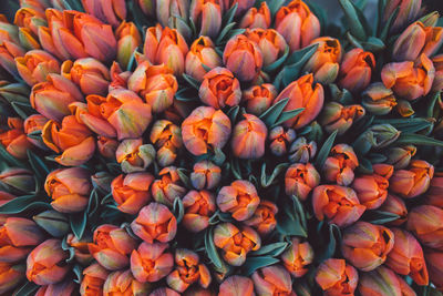 Full frame shot of tulips