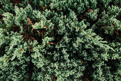 Full frame shot of fresh green plants