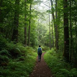 Rear view of man walking in forest