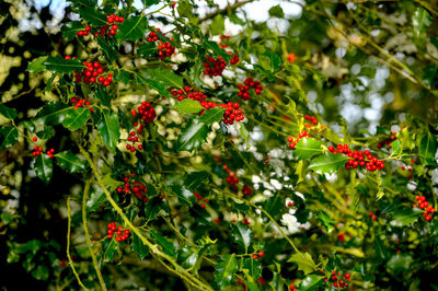 Red berries growing on tree