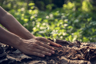 Cropped hand planting in garden