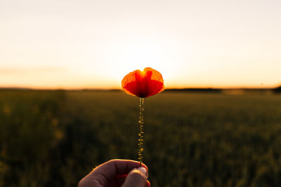 Person holding umbrella on field against sky during sunset