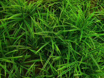 Full frame shot of plants growing on field