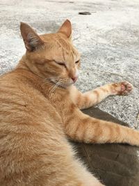 High angle view of cat resting