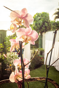 Close-up of pink flowers