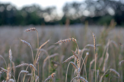 Close-up of crops on field