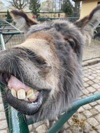 Close-up of a horse in zoo