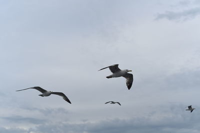 Low angle view of birds flying against sky