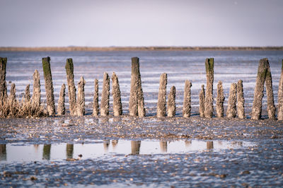 Wooden posts on beach against clear sky