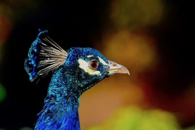 Close-up of a peacock