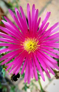Close-up of flower blooming outdoors