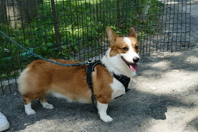 Corgi standing by fence