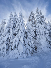 Snow covered tree against sky