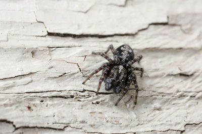 Close-up of spider on wall