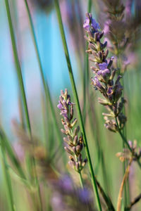 Close-up of purple flowering plants on field