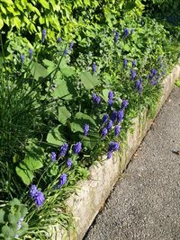 Close-up of purple flowers