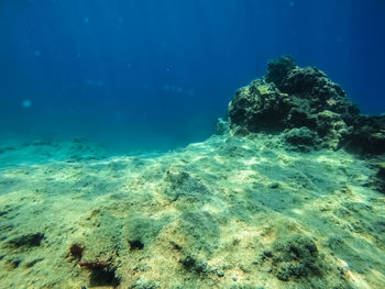 View of coral in sea