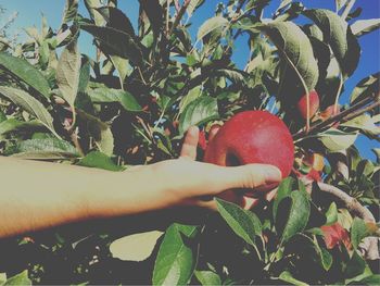 Close-up of hand holding apple tree