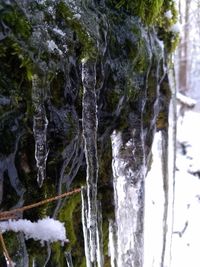 Close-up of icicles on tree trunk during winter