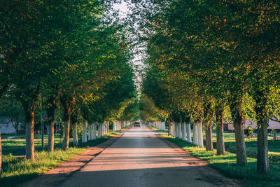 Empty road amidst trees during autumn